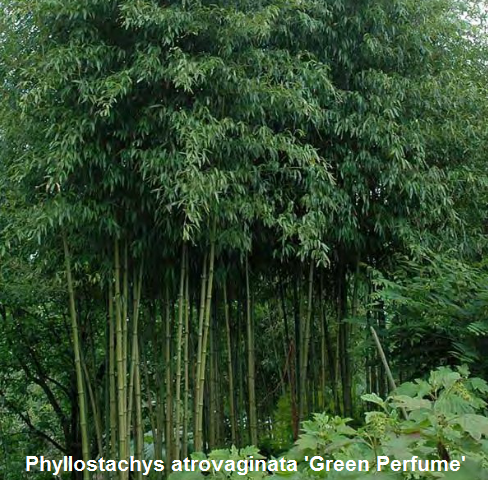 Саженцы садового бамбука - Phyllostachys atrovaginata Green Perfume